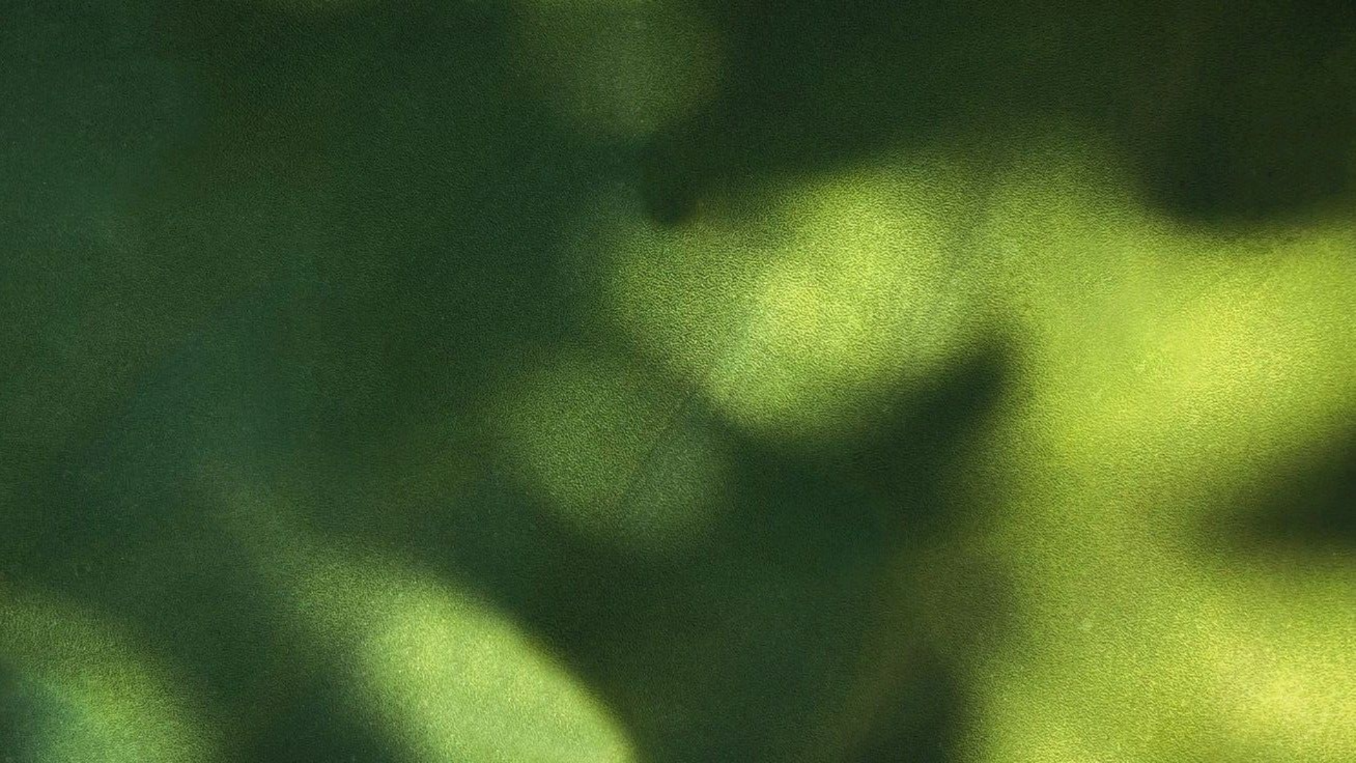Abstract green texture